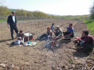 Výsadba vinice  jaro 2016 - 17